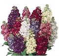 Matthiola Incana